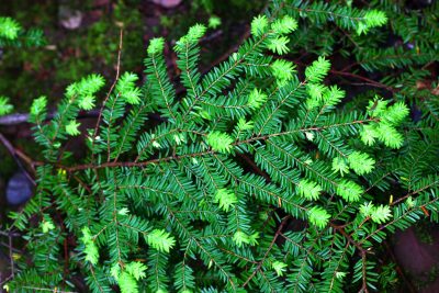 canada-hemlock-400x267